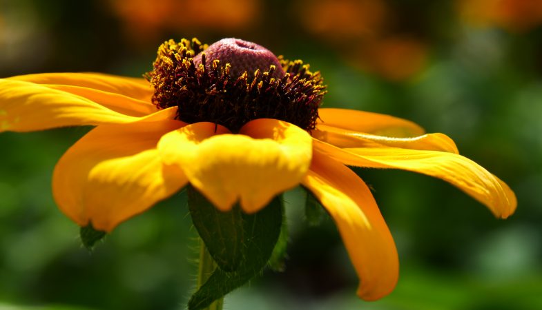 Rudbeckia