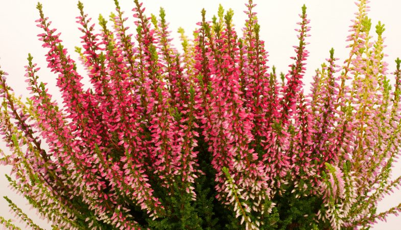 Erica gracilis