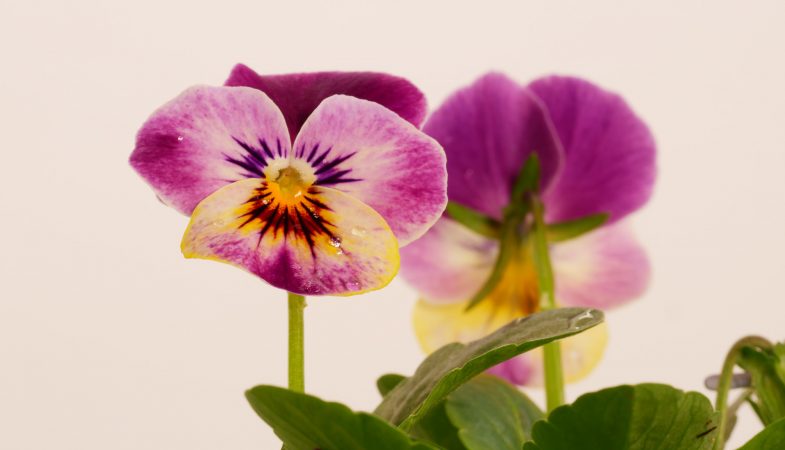 Viola cornuta `Raspberry Joker´