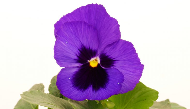 Viola wittrockiana `Blue Blotch´