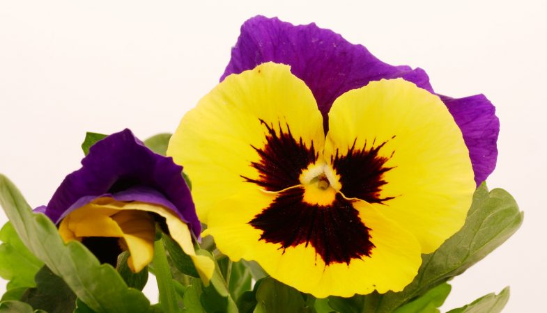 Viola wittrockiana `Yellow Duet´